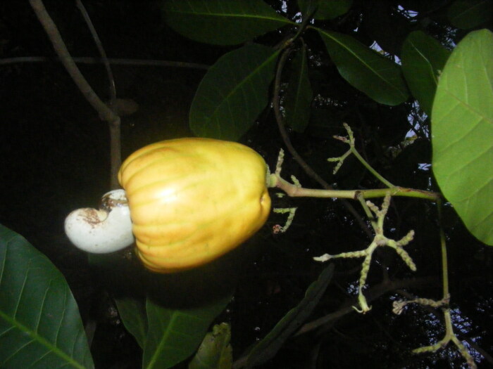 Maran (Anacardium occidentale)