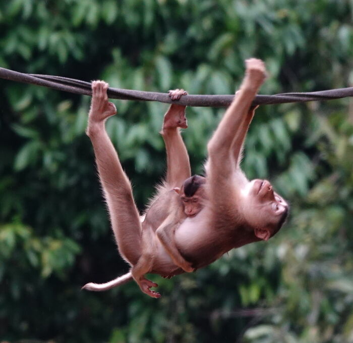 Maimn o macaco de cola de cerdo (Macaca nemestrina)