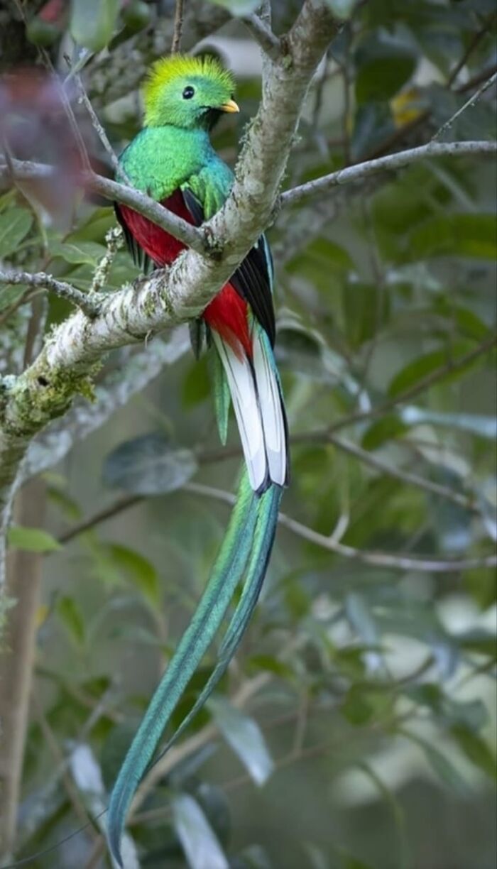 quetzal