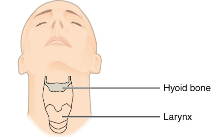 Hioides (en ingls: hyoid)