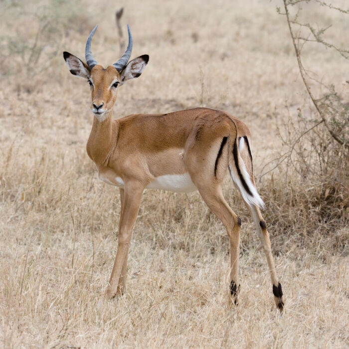 impala