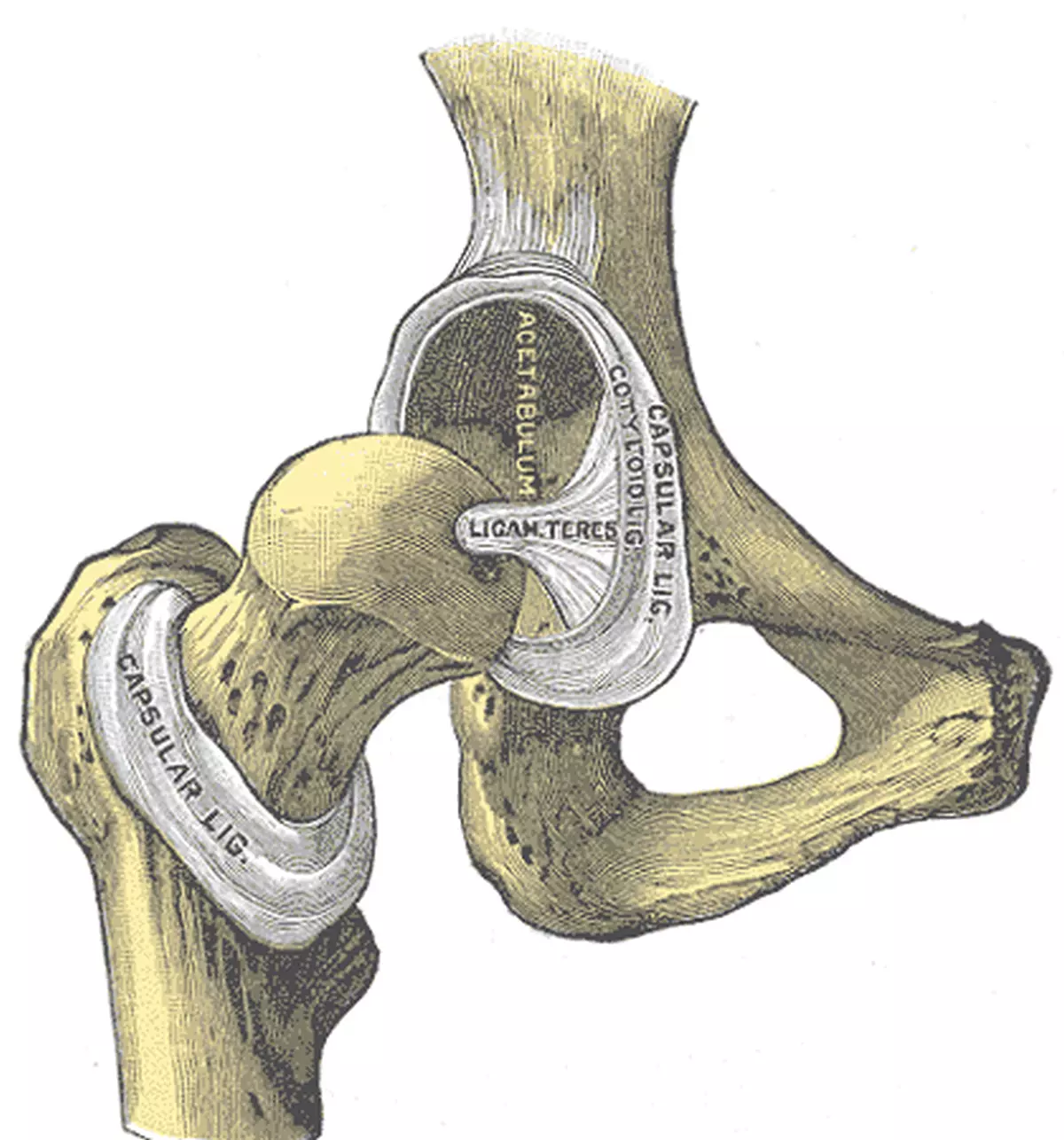 Significado de «enartrosis (tipo de articulación)»