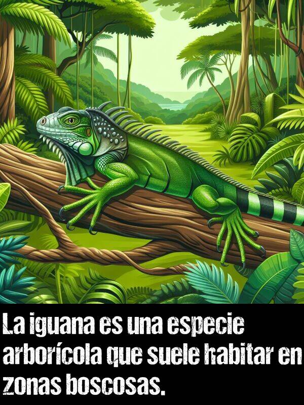 arborcola: La iguana es una especie arborcola que suele habitar en zonas boscosas.