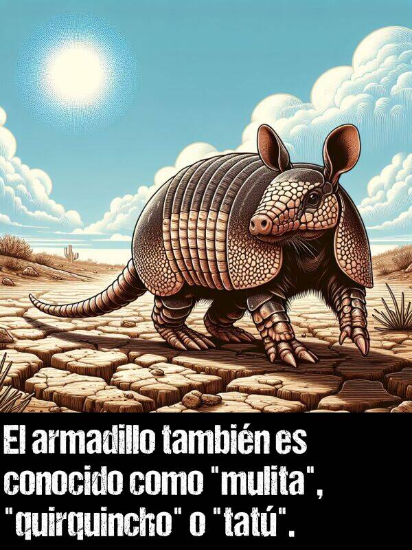 armadillo: El armadillo tambin es conocido como "mulita", "quirquincho" o "tat".