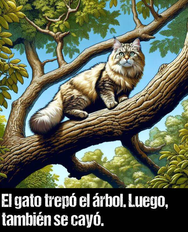 trepar: El gato trep el rbol. Luego, tambin se cay.