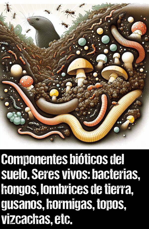 hongos: Componentes biticos del suelo. Seres vivos: bacterias, hongos, lombrices de tierra, gusanos, hormigas, topos, vizcachas, etc.