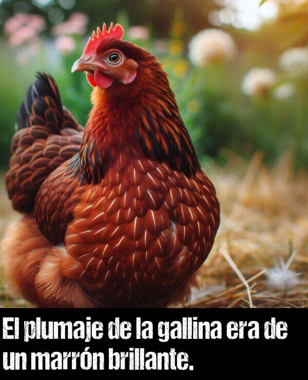 marrn: El plumaje de la gallina era de un marrn brillante.