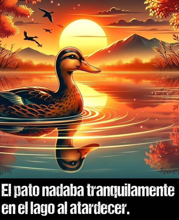 atardecer: El pato nadaba tranquilamente en el lago al atardecer.