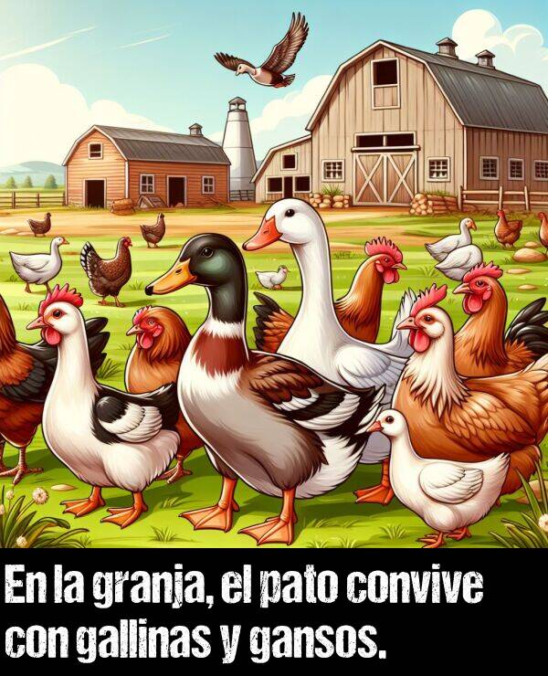 gallinas: En la granja, el pato convive con gallinas y gansos.