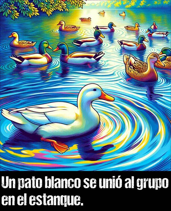 grupo: Un pato blanco se uni al grupo en el estanque.