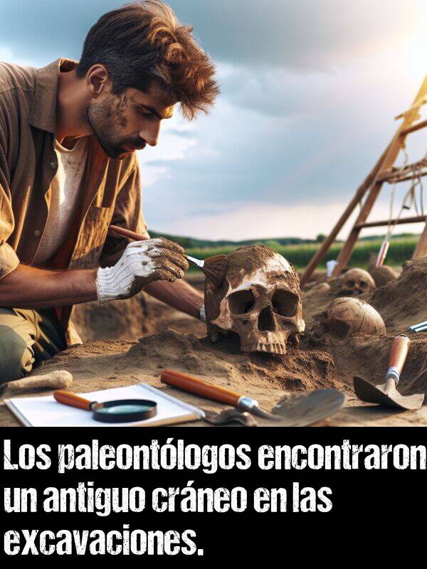 paleontlogos: Los paleontlogos encontraron un antiguo crneo en las excavaciones.