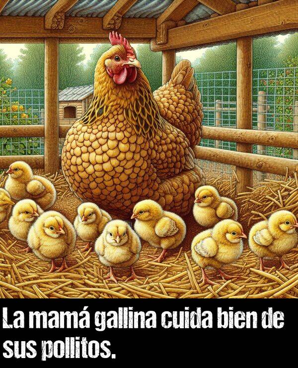 pollitos: La mam gallina cuida bien de sus pollitos.