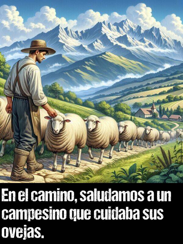 ovejas: En el camino, saludamos a un campesino que cuidaba sus ovejas.