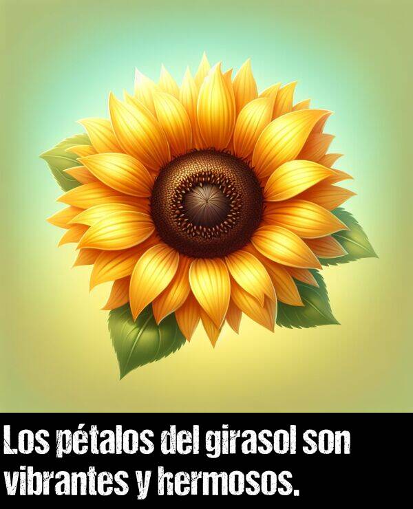 girasol: Los ptalos del girasol son vibrantes y hermosos.