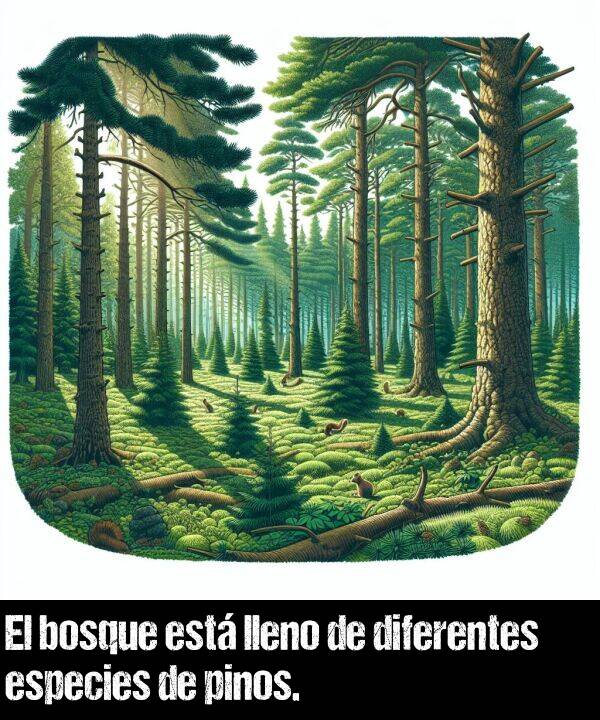diferentes: El bosque est lleno de diferentes especies de pinos.