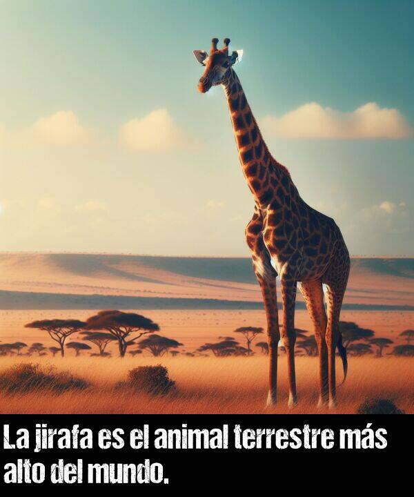 alto: La jirafa es el animal terrestre ms alto del mundo.