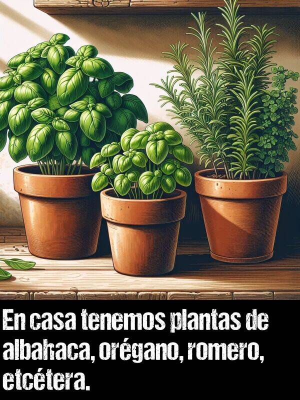 plantas: En casa tenemos plantas de albahaca, organo, romero, etctera.