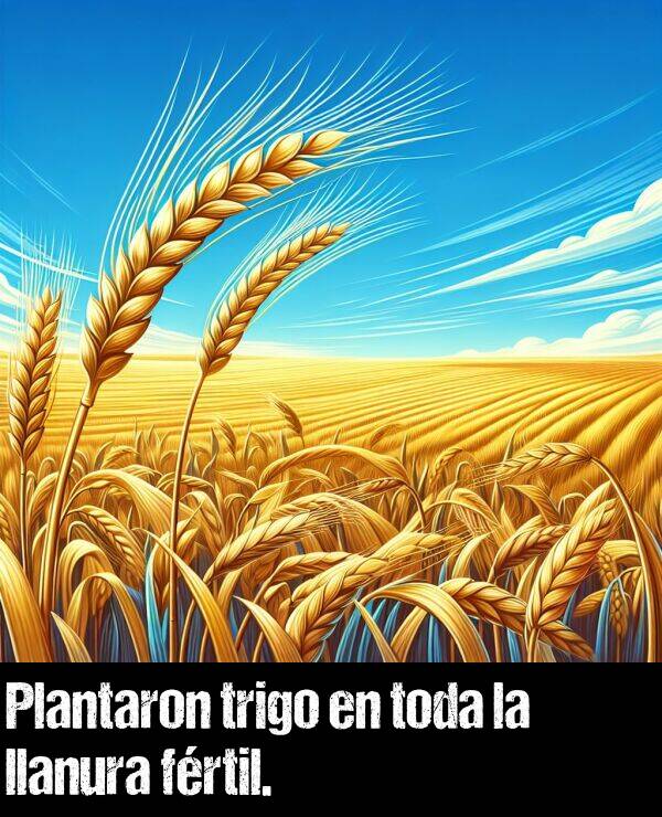 trigo: Plantaron trigo en toda la llanura frtil.