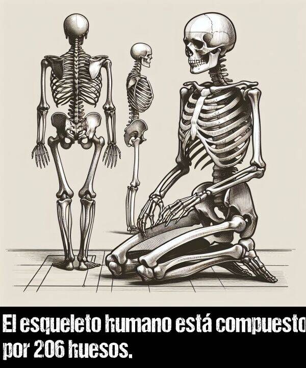 humano: El esqueleto humano est compuesto por 206 huesos.