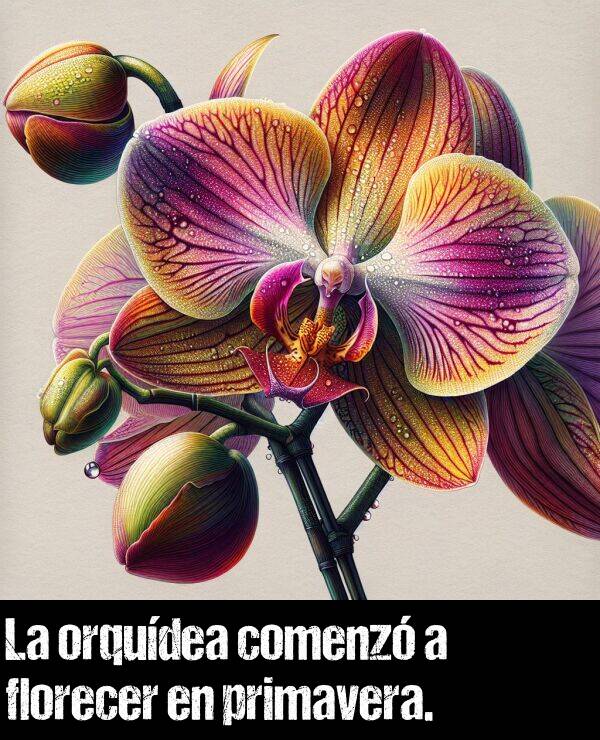 orqudea: La orqudea comenz a florecer en primavera.