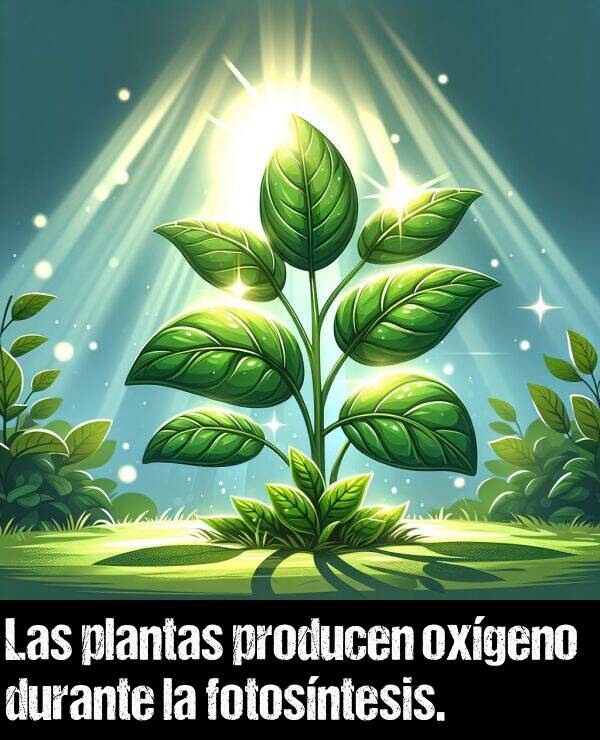 planta: Las plantas producen oxgeno durante la fotosntesis.