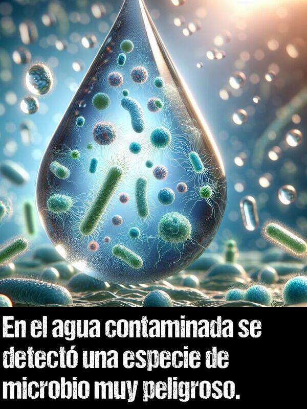 detect: En el agua contaminada se detect una especie de microbio muy peligroso.