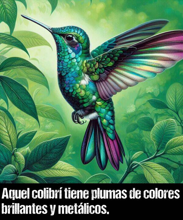 brillantes: Aquel colibr tiene plumas de colores brillantes y metlicos.