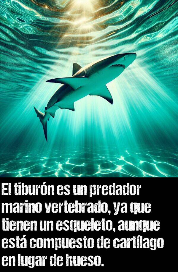 tiburn: El tiburn es un predador marino vertebrado, ya que tienen un esqueleto, aunque est compuesto de cartlago en lugar de hueso.