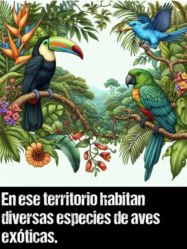 especies: En ese territorio habitan diversas especies de aves exticas.