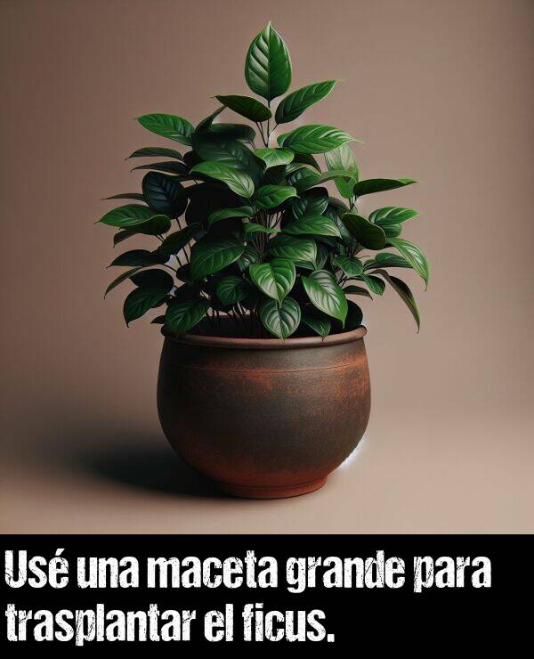 ficus: Us una maceta grande para trasplantar el ficus.