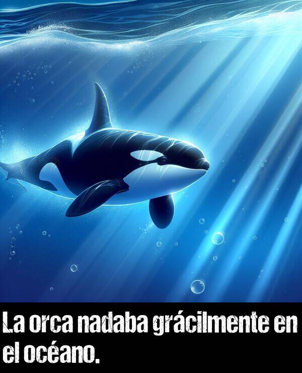 orca: La orca nadaba grcilmente en el ocano.