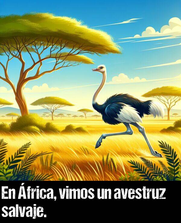 salvaje: En frica, vimos un avestruz salvaje.