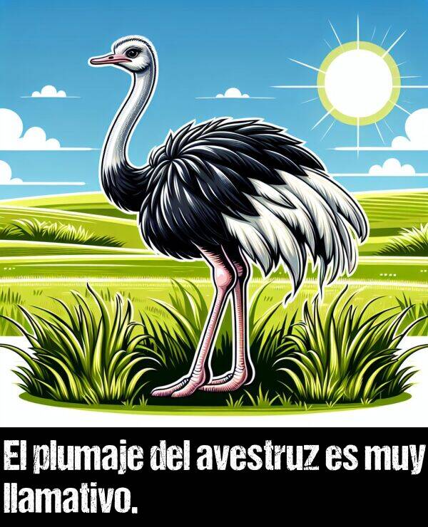 avestruz: El plumaje del avestruz es muy llamativo.