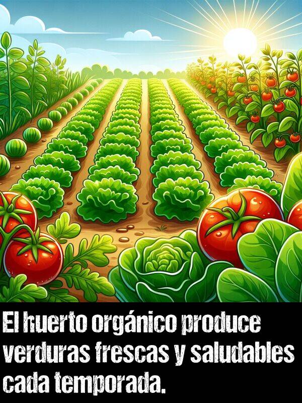 huerto: El huerto orgnico produce verduras frescas y saludables cada temporada.