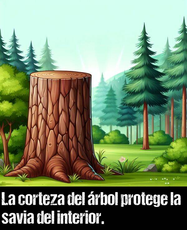 savia: La corteza del rbol protege la savia del interior.