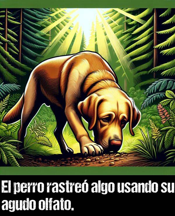 agudo: El perro rastre algo usando su agudo olfato.