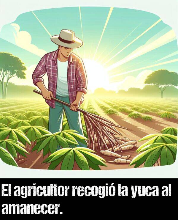 amanecer: El agricultor recogi la yuca al amanecer.