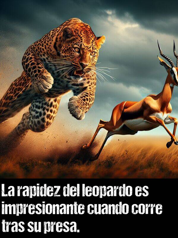 tras: La rapidez del leopardo es impresionante cuando corre tras su presa.