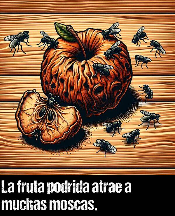 moscas: La fruta podrida atrae a muchas moscas.