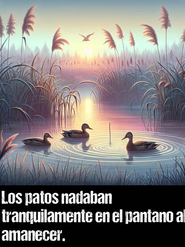 amanecer: Los patos nadaban tranquilamente en el pantano al amanecer.