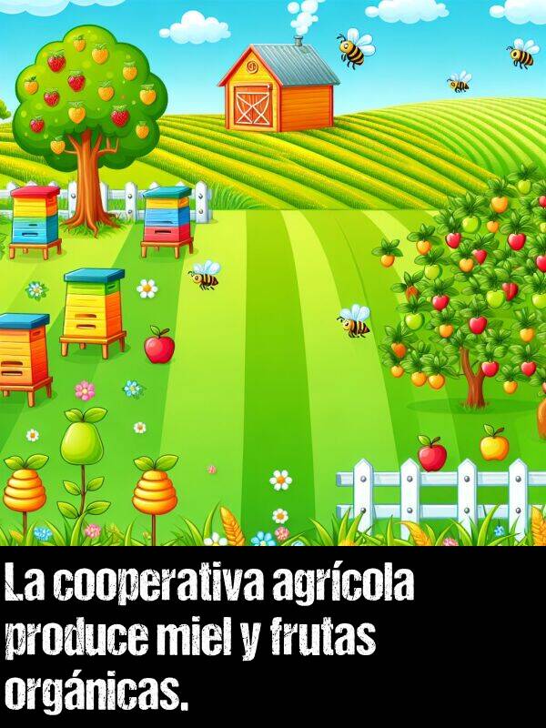 cooperativa: La cooperativa agrcola produce miel y frutas orgnicas.