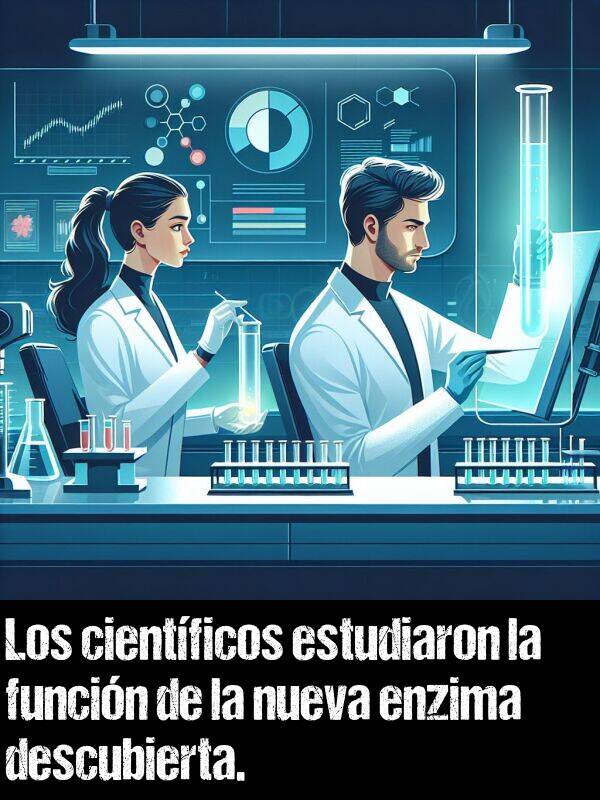 funcin: Los cientficos estudiaron la funcin de la nueva enzima descubierta.