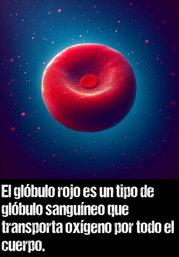 oxgeno: El glbulo rojo es un tipo de glbulo sanguneo que transporta oxgeno por todo el cuerpo.