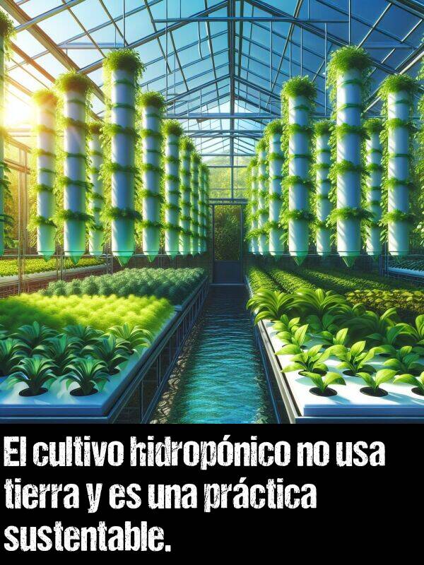 sustentable: El cultivo hidropnico no usa tierra y es una prctica sustentable.