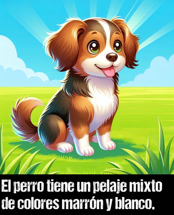 mixto: El perro tiene un pelaje mixto de colores marrn y blanco.