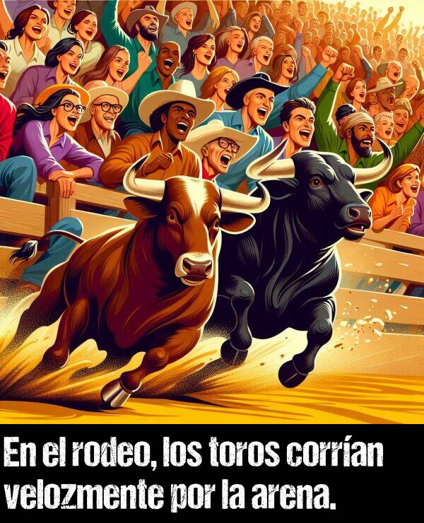 toros: En el rodeo, los toros corran velozmente por la arena.