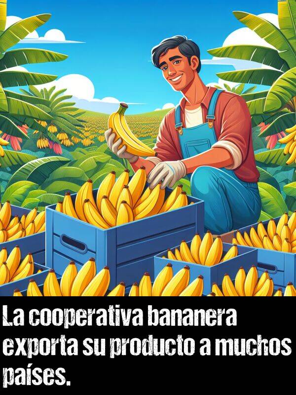 cooperativa: La cooperativa bananera exporta su producto a muchos pases.