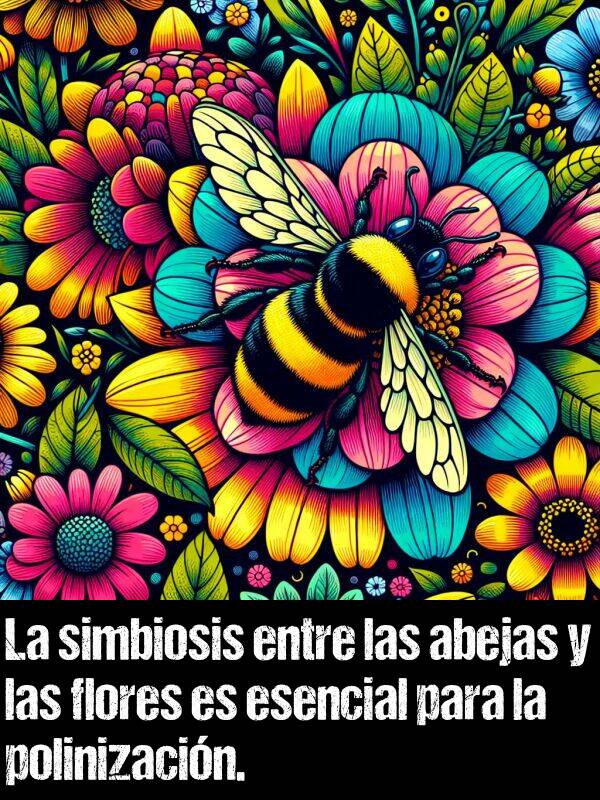 polinizacin: La simbiosis entre las abejas y las flores es esencial para la polinizacin.