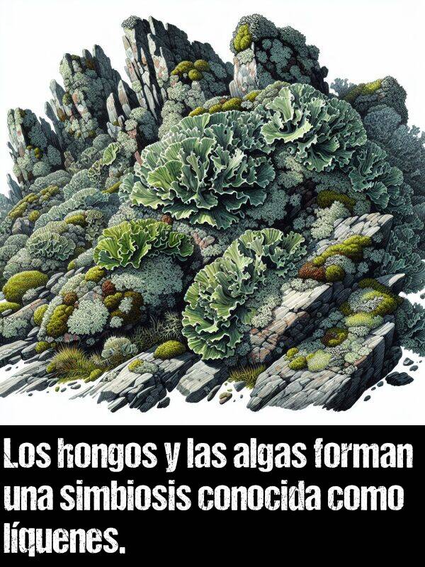 forman: Los hongos y las algas forman una simbiosis conocida como lquenes.