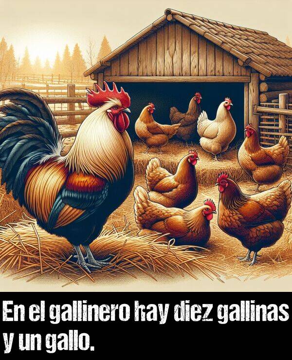 gallo: En el gallinero hay diez gallinas y un gallo.